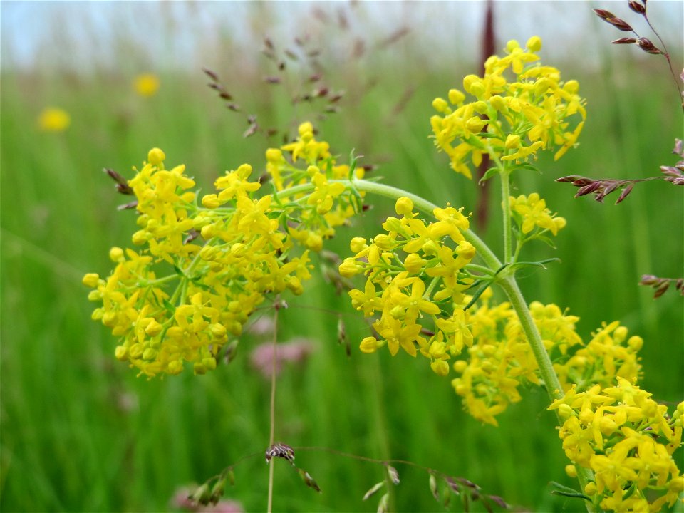 Echtes Labkraut (Galium verum) im Naturschutzgebiet Bachwiesen/Leopoldswiesen im Hockenheimer Rheinbogen