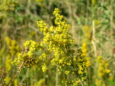 Echtes Labkraut (Galium verum) in Hockenheim