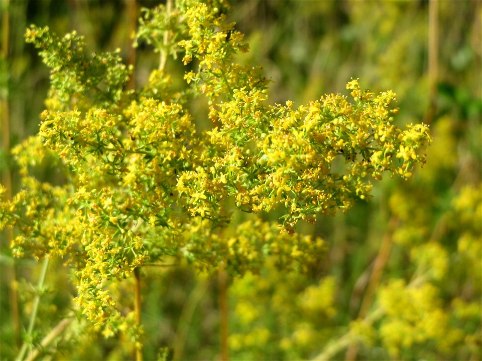 Echtes Labkraut (Galium verum) in Hockenheim photo