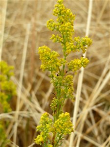 Echtes Labkraut (Galium verum) im Hockenheimer Rheinbogen