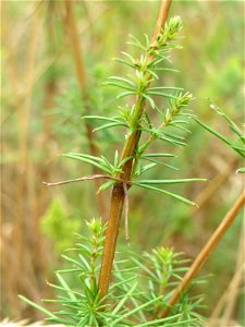 Echtes Labkraut (Galium verum) im Hockenheimer Rheinbogen