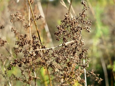 Echtes Labkraut (Galium verum) im Hockenheimer Rheinbogen photo