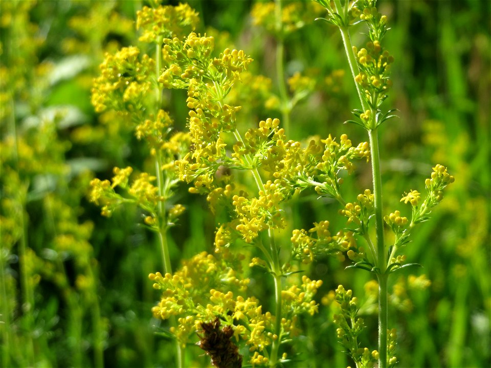 Echtes Labkraut (Galium verum) in Hockenheim