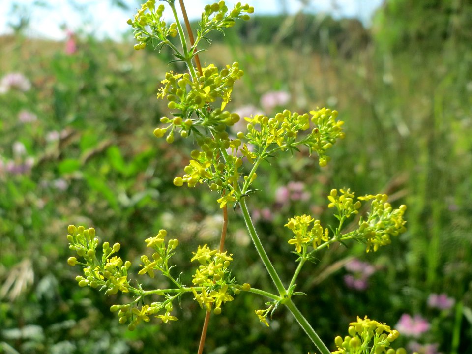 Echtes Labkraut (Galium verum) bei Nußloch