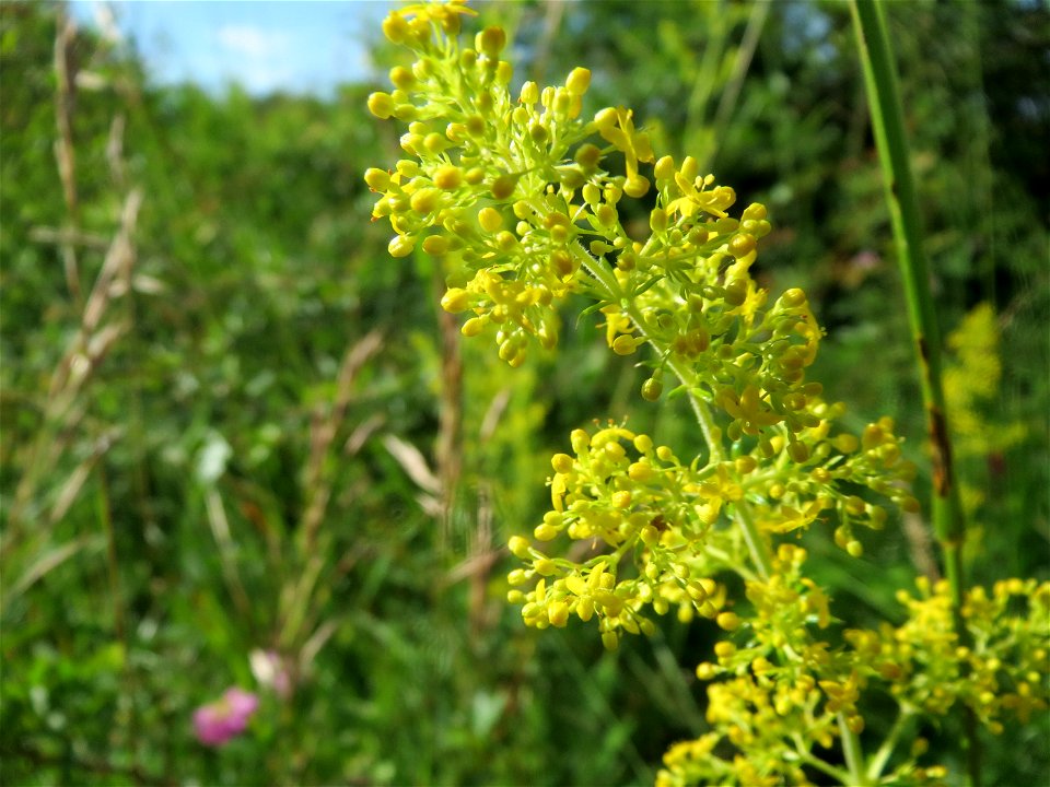 Echtes Labkraut (Galium verum) bei Nußloch