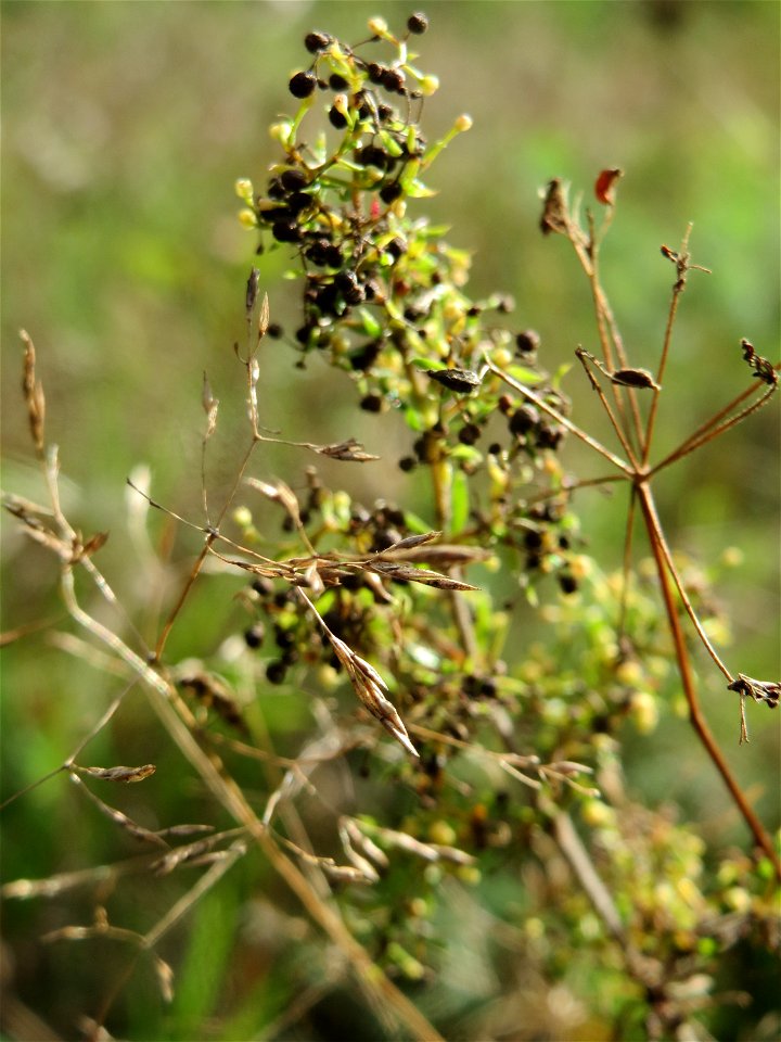 Echtes Labkraut (Galium verum) im Schwetzinger Hardt - an der Bahnstrecke Mannheim-Karlsruhe findet sich ein kleines Sandmagerrasen-Biotop mit typischer Binnendünen-Vegetation