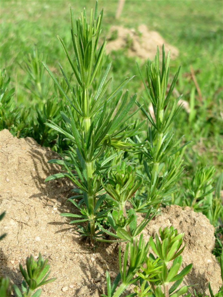 Echtes Labkraut (Galium verum) auf einer Streuobstwiese in Hockenheim - ein typischer Kalk-Anzeiger