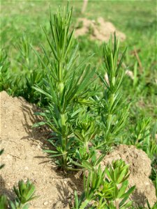 Echtes Labkraut (Galium verum) auf einer Streuobstwiese in Hockenheim - ein typischer Kalk-Anzeiger photo