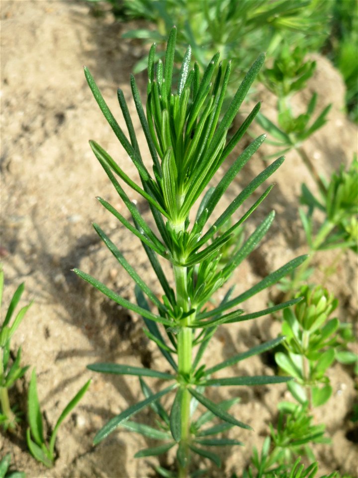 Echtes Labkraut (Galium verum) auf einer Streuobstwiese in Hockenheim - ein typischer Kalk-Anzeiger
