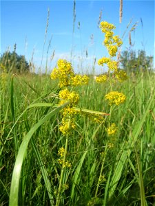 Echtes Labkraut (Galium verum) im Naturschutzgebiet „Bachwiesen/Leopoldswiesen“ im Hockenheimer Rheinbogen photo