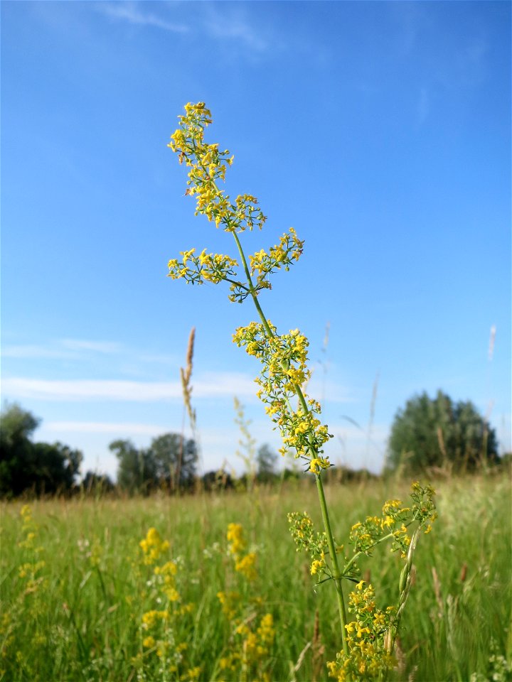 Echtes Labkraut (Galium verum) im Naturschutzgebiet „Bachwiesen/Leopoldswiesen“ im Hockenheimer Rheinbogen