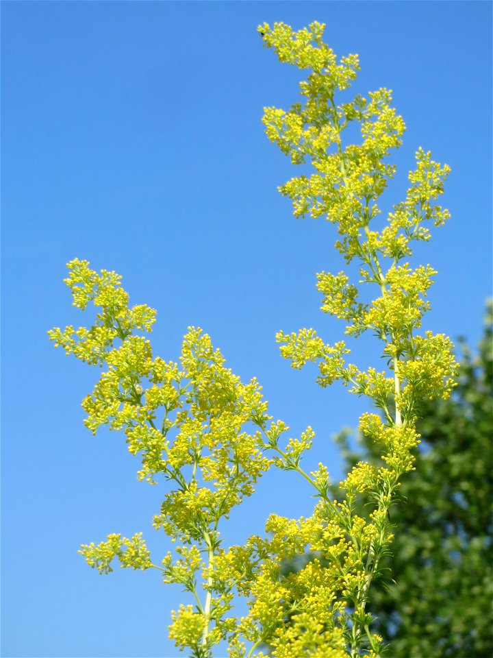 Echtes Labkraut (Galium verum) in Saarbrücken