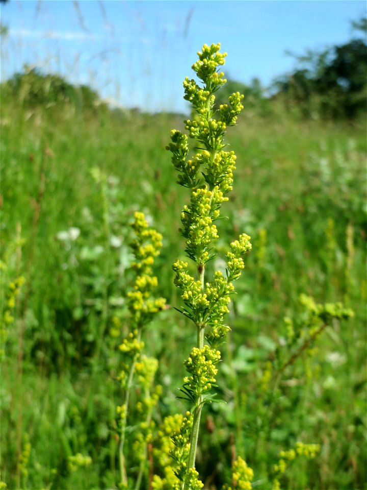 Echtes Labkraut (Galium verum) auf einer Streuobstwiese in Hockenheim