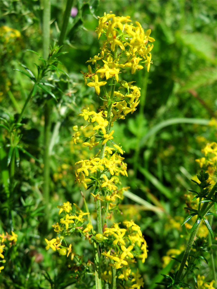 Echtes Labkraut (Galium verum) im Naturschutzgebiet „St. Arnualer Wiesen“