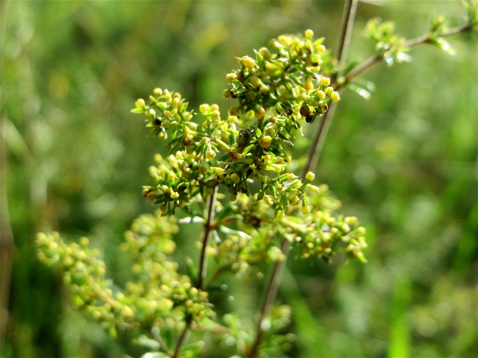 Echtes Labkraut (Galium verum) auf einer Streuobstwiese in Hockenheim