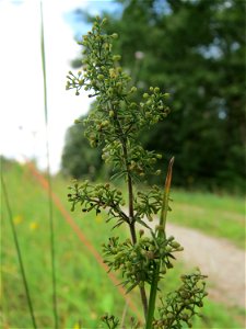 Echtes Labkraut (Galium verum) an einem Randstreifen der Rheinbahn in der Schwetzinger Hardt mit binnendünenartiger Vegetation