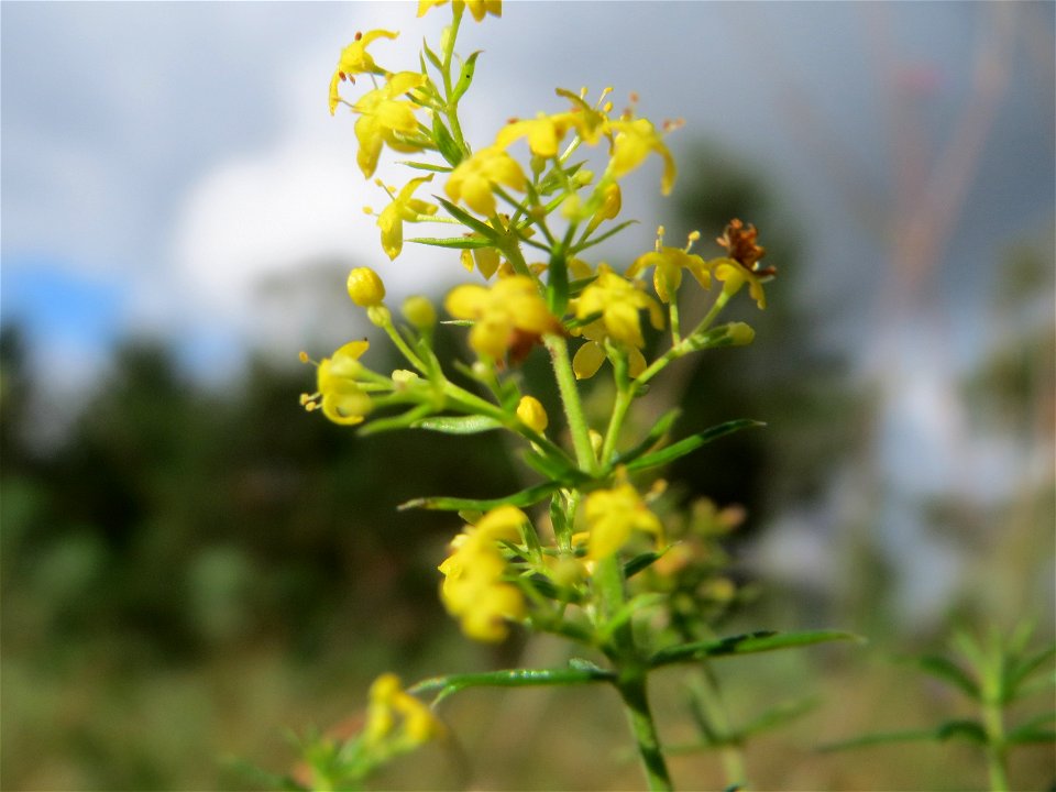 Echtes Labkraut (Galium verum) auf dem Feldherrenhügel, Teilgebiet vom Naturschutzgebiet „Oftersheimer Dünen“