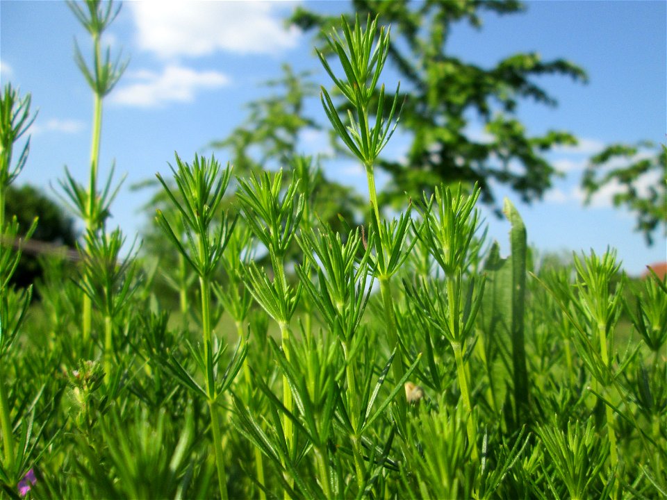 Echtes Labkraut (Galium verum) auf einer Streuobstwiese in Hockenheim