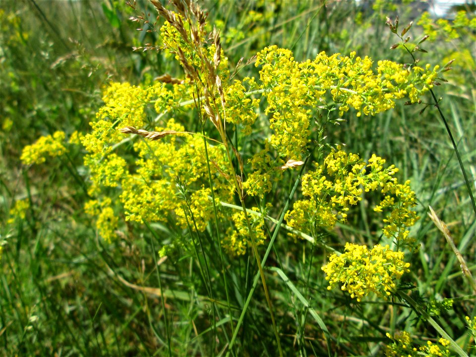 Echtes Labkraut (Galium verum) auf einem Wildblumenstreifen zwischen Mainzer und Halbergstraße in Saarbrücken