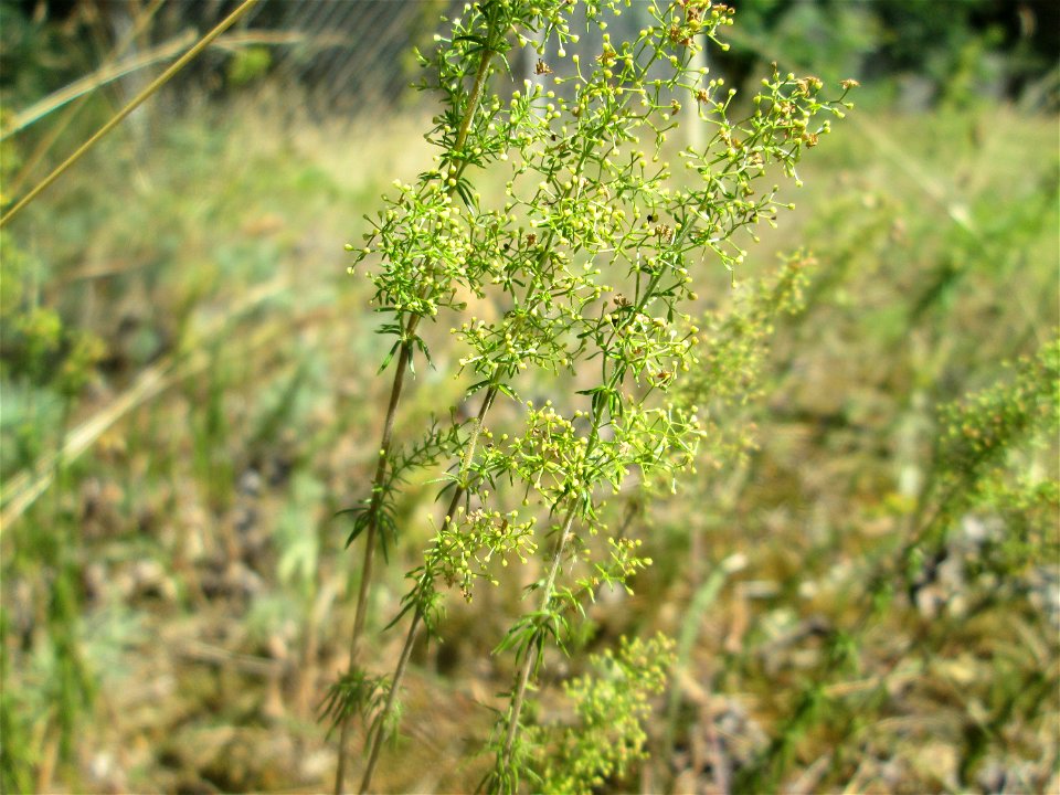 Echtes Labkraut (Galium verum) an der Böschung der A6 in der Schwetzinger Hardt - an diesem Abschnitt bietet der Autobahnrand eine binnendünenartige Situation