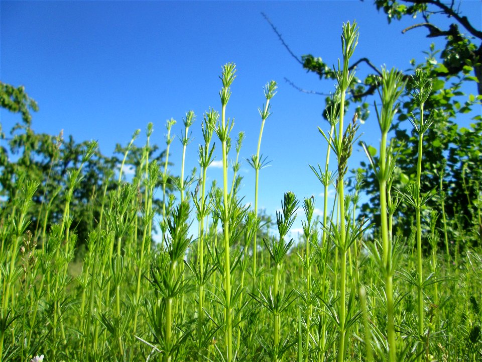 Echtes Labkraut (Galium verum) auf einer Streuobstwiese in Hockenheim