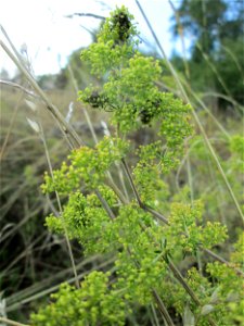 Echtes Labkraut (Galium verum) an der Falkenlay bei Kennfus photo