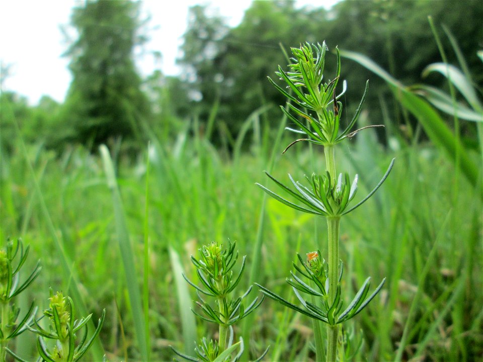 Echtes Labkraut (Galium verum) im Naturschutzgebiet „Wusterhang“ oberhalb von Fechingen photo