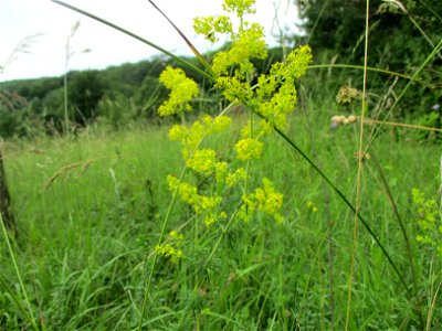 Echtes Labkraut (Galium verum) auf einer Wiese im Naturschutzgebiet Südlicher Bliesgau/Auf der Lohe bei Gersheim