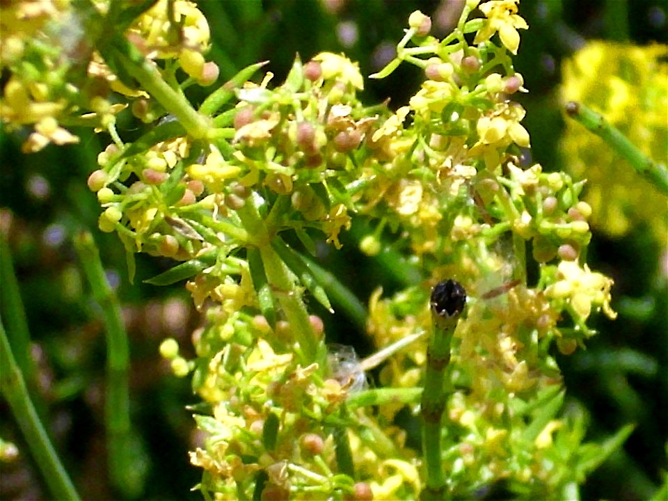 Galium verum subsp. verum in Sierra de Alfacar y Víznar, Granada, Spain.