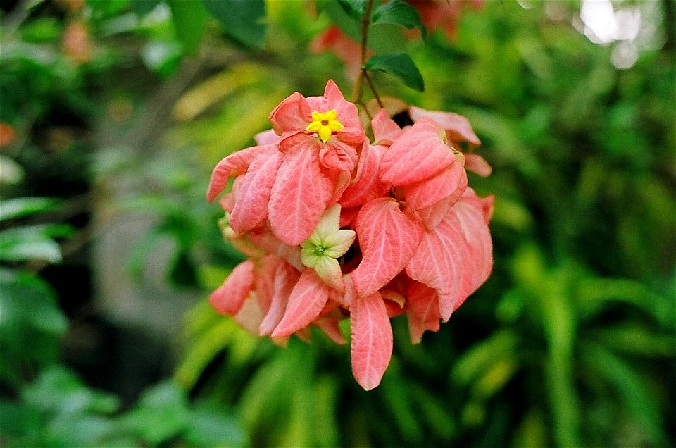 Inflorescence (bracts and flowers) of the tropical garden plant Mussaenda erythrophylla, found in Kerala, India, and known there as Mosantha, photo taken by me.
