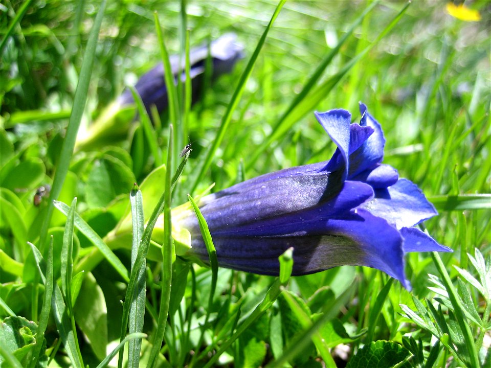 Enzian (Gentiana acaulis)