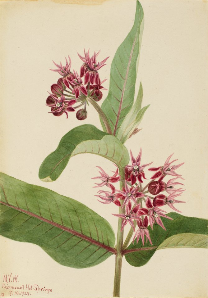 Showy Milkweed (Asclepias speciosa)