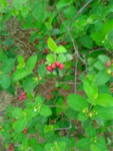 Botanical name - Rauwolfia canesens Common name - Wild Snake Root Medicine for hypertension ; Alkaloids like ajmaline have been isolated from thisplant ; Root yields deserpidine, a tranq photo