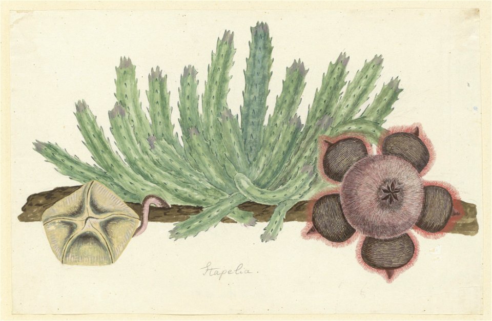 IdentificatieTitel(s): Stapelia hirsuta (L.)Stapelia (titel op object)Objecttype: tekening albumblad Objectnummer: RP-T-1914-18-93Opschriften / Merken: annotatie, midden onder, potlood: ‘Stapelia.’ (i