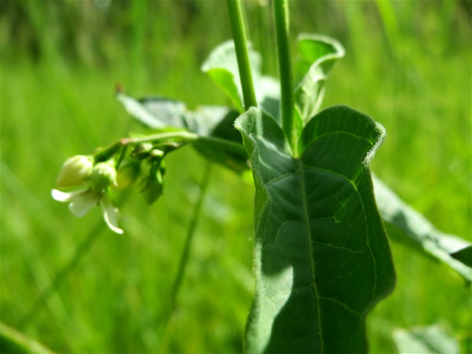 Schwalbenwurz (Vincetoxicum hirundinaria) im Naturschutzgebiet Schwetzinger Wiesen-Riedwiesen