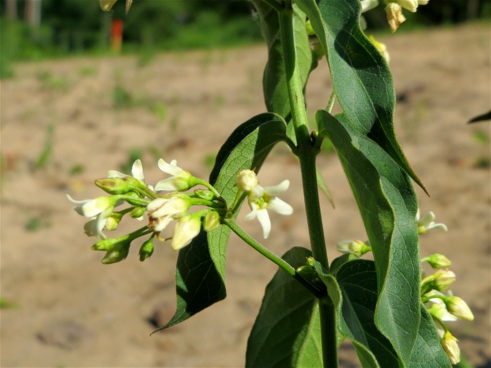 Schwalbenwurz (Vincetoxicum hirundinaria) auf dem Saupferchbuckel im Schwetzinger Hardt