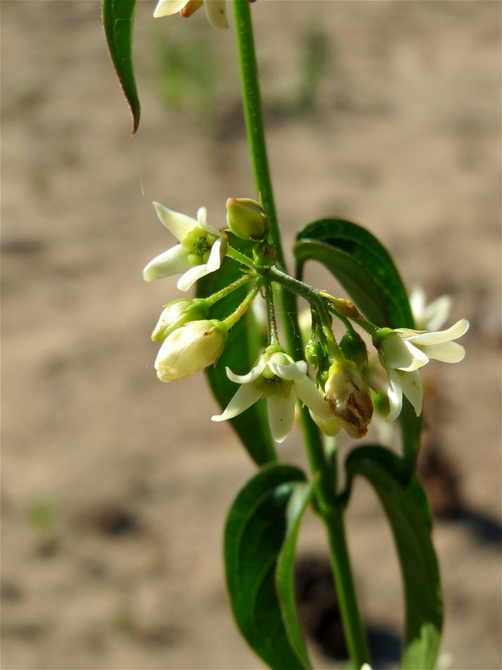 Schwalbenwurz (Vincetoxicum hirundinaria) auf dem Saupferchbuckel im Schwetzinger Hardt