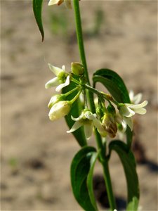 Schwalbenwurz (Vincetoxicum hirundinaria) auf dem Saupferchbuckel im Schwetzinger Hardt photo