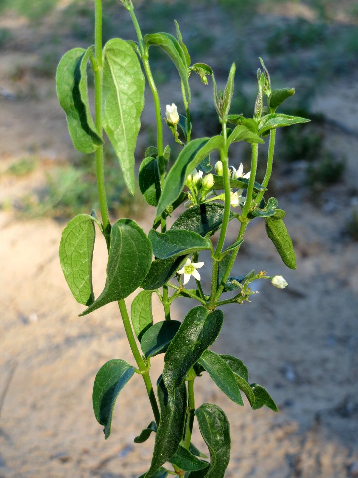 Schwalbenwurz (Vincetoxicum hirundinaria) im Schwetzinger Hardt