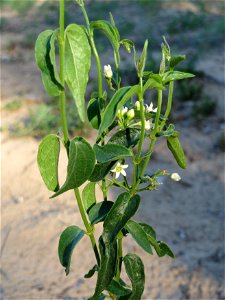 Schwalbenwurz (Vincetoxicum hirundinaria) im Schwetzinger Hardt