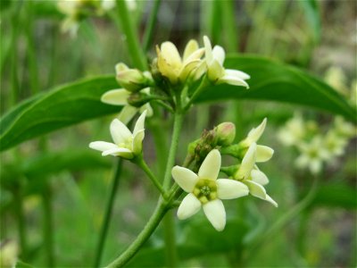 Schwalbenwurz (Vincetoxicum hirundinaria) am Bahndamm bei Oftersheim