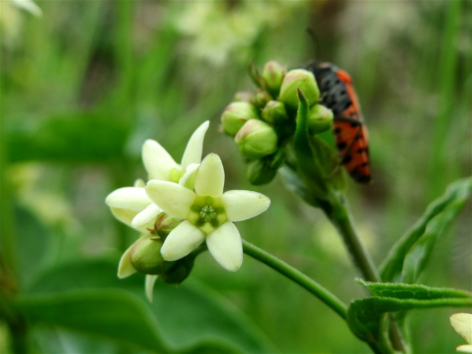Schwalbenwurz (Vincetoxicum hirundinaria) am Bahndamm bei Oftersheim