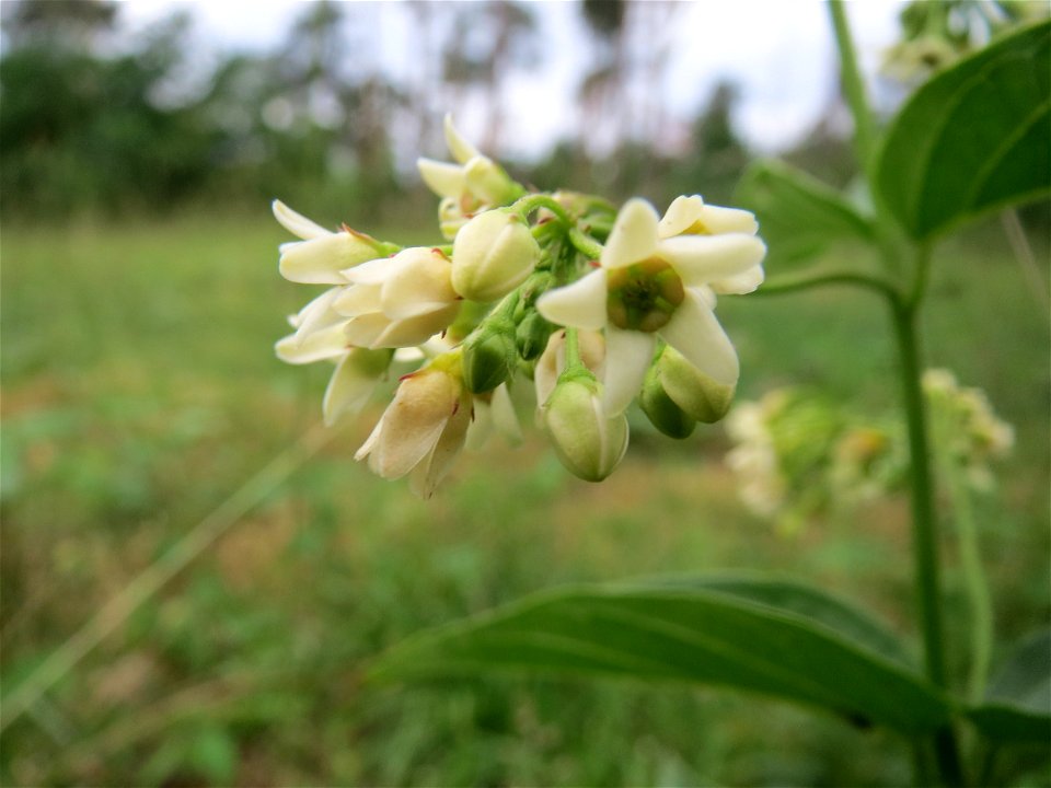 Schwalbenwurz (Vincetoxicum hirundinaria) auf dem Feldherrenhügel im Naturschutzgebiet „Oftersheimer Dünen“