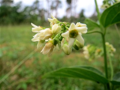 Schwalbenwurz (Vincetoxicum hirundinaria) auf dem Feldherrenhügel im Naturschutzgebiet „Oftersheimer Dünen“ photo