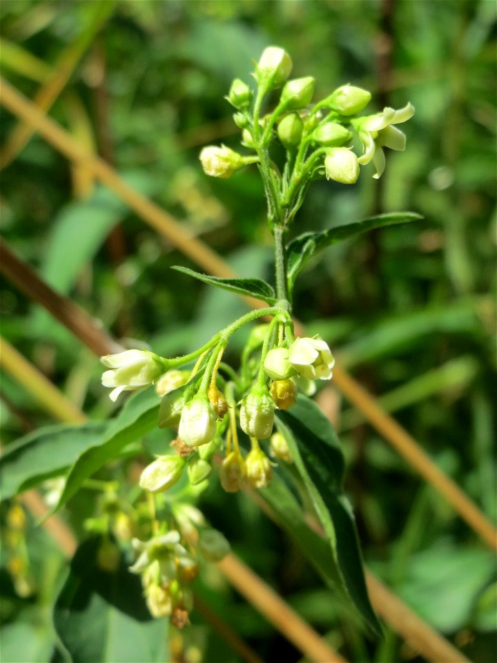 Schwalbenwurz (Vincetoxicum hirundinaria) im Natur- und Landschaftsschutzgebiet „Schwetzinger Wiesen“