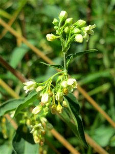 Schwalbenwurz (Vincetoxicum hirundinaria) im Natur- und Landschaftsschutzgebiet „Schwetzinger Wiesen“
