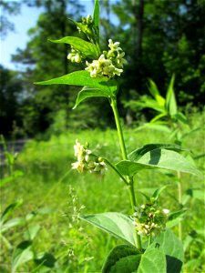 Schwalbenwurz (Vincetoxicum hirundinaria) im Naturschutzgebiet „Ketscher Rheininsel“