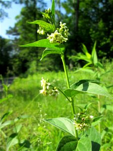 Schwalbenwurz (Vincetoxicum hirundinaria) im Naturschutzgebiet „Ketscher Rheininsel“ photo