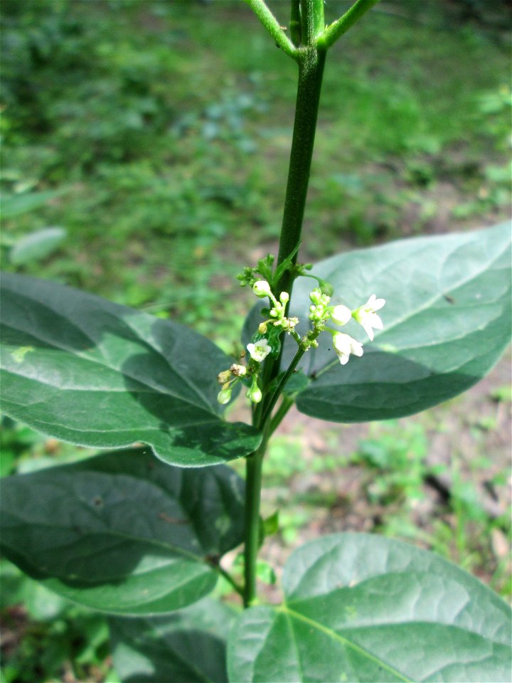 Schwalbenwurz (Vincetoxicum hirundinaria) im Naturschutzgebiet „Ketscher Rheininsel“