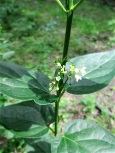Schwalbenwurz (Vincetoxicum hirundinaria) im Naturschutzgebiet „Ketscher Rheininsel“